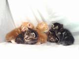 Кішки, кошенята Курильський бобтейл, ціна 7500 Грн., Фото