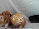 Кошки, котята Курильский бобтейл, цена 7500 Грн., Фото