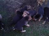 Собаки, щенята Ганноверська гонча, ціна 800 Грн., Фото