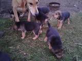 Собаки, щенки Ганноверская гончая, цена 800 Грн., Фото