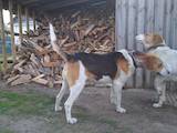 Собаки, щенята Російський хорт, ціна 4500 Грн., Фото