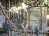 Папуги й птахи Папуги, ціна 70 Грн., Фото