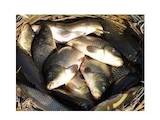 Рыбное хозяйство Рыба живая, мальки, цена 34 Грн., Фото
