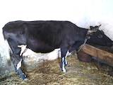 Животноводство,  Сельхоз животные Крупно-рогатый скот, цена 16000 Грн., Фото