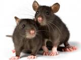 Грызуны Домашние крысы, Фото