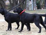 Собаки, щенки Лабрадор ретривер, цена 6000 Грн., Фото