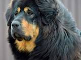 Собаки, щенята Тибетський мастиф, ціна 15000 Грн., Фото