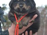 Собаки, щенки Тибетский мастиф, цена 15000 Грн., Фото