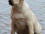 Собаки, щенята Лабрадор ретрівер, ціна 25000 Грн., Фото