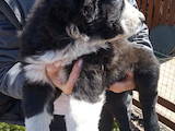 Собаки, щенята Середньоазіатська вівчарка, ціна 3000 Грн., Фото