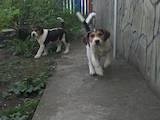 Собаки, щенки Русская борзая, цена 1500 Грн., Фото