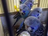 Папуги й птахи Папуги, ціна 500 Грн., Фото