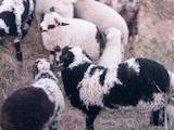 Тваринництво,  Сільгосп тварини Барани, вівці, ціна 70 Грн., Фото