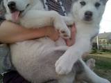 Собаки, щенки Сибирский хаски, цена 4000 Грн., Фото