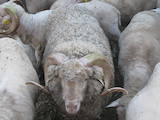 Тваринництво,  Сільгосп тварини Барани, вівці, Фото