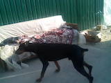 Собаки, щенята Доберман, ціна 2000 Грн., Фото