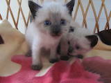 Кошки, котята Сиамская, цена 700 Грн., Фото