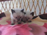 Кішки, кошенята Сіамська, ціна 700 Грн., Фото