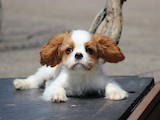 Собаки, щенята Кавалер-кинг-чарльз спаніель, ціна 35000 Грн., Фото