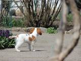 Собаки, щенята Кавалер-кинг-чарльз спаніель, ціна 35000 Грн., Фото