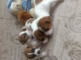 Собаки, щенки Джек Рассел терьер, цена 3500 Грн., Фото