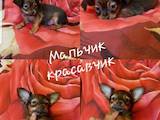 Собаки, щенки Русский длинношерстный тойтерьер, цена 5500 Грн., Фото