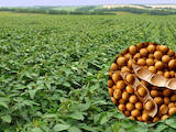 Сельское хозяйство Семена и рассада, цена 10000 Грн., Фото