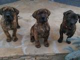 Собаки, щенки Южноафриканский бурбуль, цена 6000 Грн., Фото
