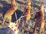 Собаки, щенята Південноафриканський Бурбуль, ціна 6000 Грн., Фото