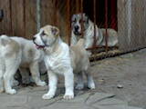 Собаки, щенки Среднеазиатская овчарка, цена 10400 Грн., Фото