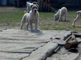 Собаки, щенята Середньоазіатська вівчарка, ціна 10400 Грн., Фото