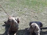 Собаки, щенята Веймарська лягава, ціна 11000 Грн., Фото
