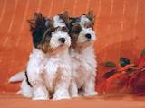 Собаки, щенята Чихуа-хуа, ціна 5000 Грн., Фото