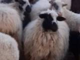 Тваринництво,  Сільгосп тварини Барани, вівці, ціна 40 Грн., Фото