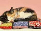 Кошки, котята Манчкин, цена 50 Грн., Фото