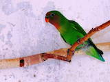 Папуги й птахи Папуги, ціна 300 Грн., Фото