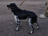 Собаки, щенята Невідома порода, ціна 11000 Грн., Фото