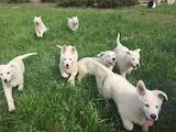 Собаки, щенки Белая Швейцарская овчарка, цена 6500 Грн., Фото