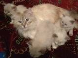 Кішки, кошенята Регдолл, ціна 2500 Грн., Фото