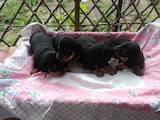 Собаки, щенки Жесткошерстная такса, цена 800 Грн., Фото