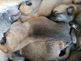 Собаки, щенята Бельгійська вівчарка (Малінуа), ціна 3000 Грн., Фото