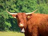 Животноводство,  Сельхоз животные Крупно-рогатый скот, цена 100 Грн., Фото