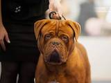 Собаки, щенята Бордоський дог, ціна 20000 Грн., Фото