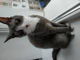 Кішки, кошенята Донський сфінкс, ціна 10 Грн., Фото