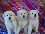 Собаки, щенки Белая Швейцарская овчарка, цена 8000 Грн., Фото