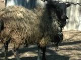 Животноводство,  Сельхоз животные Бараны, овцы, цена 50 Грн., Фото