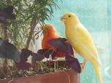 Папуги й птахи Канарки, ціна 500 Грн., Фото