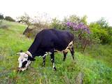 Животноводство,  Сельхоз животные Крупно-рогатый скот, цена 18000 Грн., Фото
