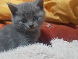 Кішки, кошенята Британська короткошерста, ціна 1000 Грн., Фото