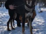 Собаки, щенята Салюк, ціна 11000 Грн., Фото